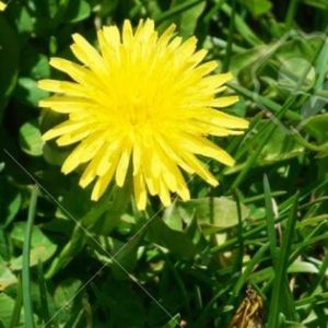 Meet your Posher, Liz